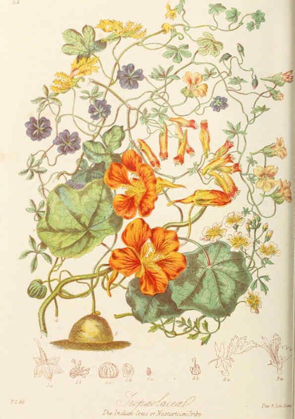 Reproducción/Reproduction 6059031000: Illustrations of the natural orders of plants with groups and descriptions. v.1 London :Sampson Low, Son, and Marston,1868