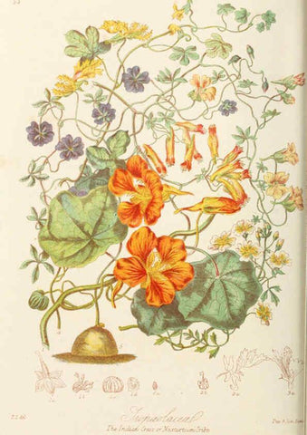 Reproducción/Reproduction 6059031000: Illustrations of the natural orders of plants with groups and descriptions. v.1 London :Sampson Low, Son, and Marston,1868