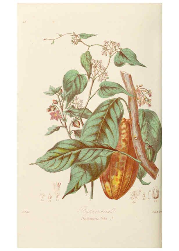 Reproducción/Reproduction 6059031140: Illustrations of the natural orders of plants with groups and descriptions. v.1 London :Sampson Low, Son, and Marston,1868
