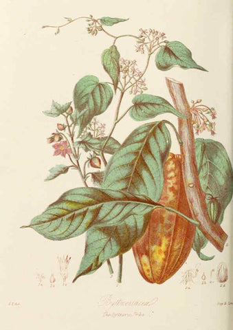 Reproducción/Reproduction 6059031140: Illustrations of the natural orders of plants with groups and descriptions. v.1 London :Sampson Low, Son, and Marston,1868