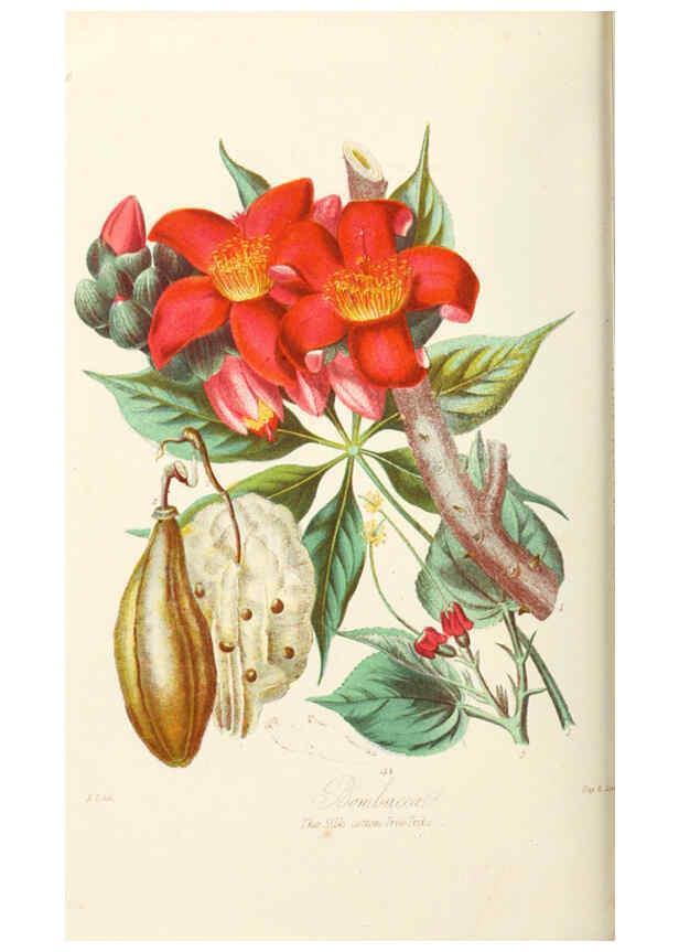Reproducción/Reproduction 6059031316: Illustrations of the natural orders of plants with groups and descriptions. v.1 London :Sampson Low, Son, and Marston,1868