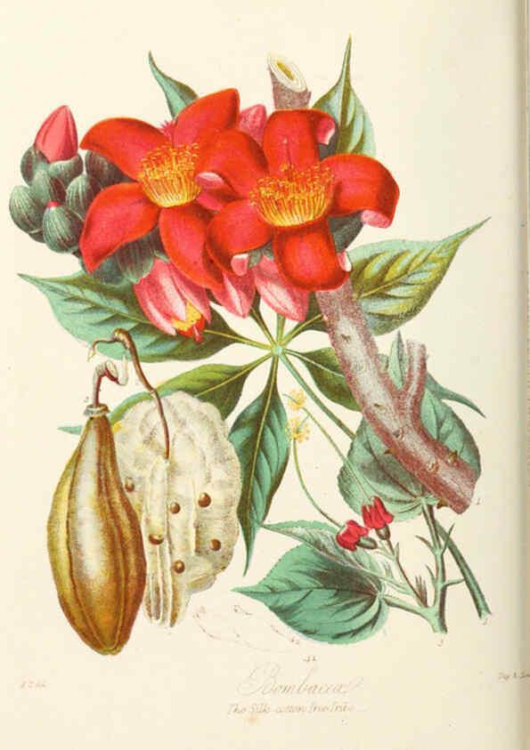 Reproducción/Reproduction 6059031316: Illustrations of the natural orders of plants with groups and descriptions. v.1 London :Sampson Low, Son, and Marston,1868