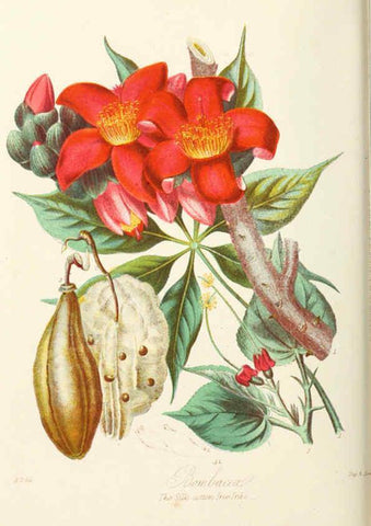 Reproducción/Reproduction 6059031316: Illustrations of the natural orders of plants with groups and descriptions. v.1 London :Sampson Low, Son, and Marston,1868