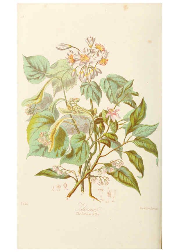 Reproducción/Reproduction 6058483583: Illustrations of the natural orders of plants with groups and descriptions. v.1 London :Sampson Low, Son, and Marston,1868