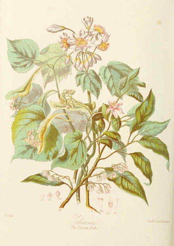 Reproducción/Reproduction 6058483583: Illustrations of the natural orders of plants with groups and descriptions. v.1 London :Sampson Low, Son, and Marston,1868