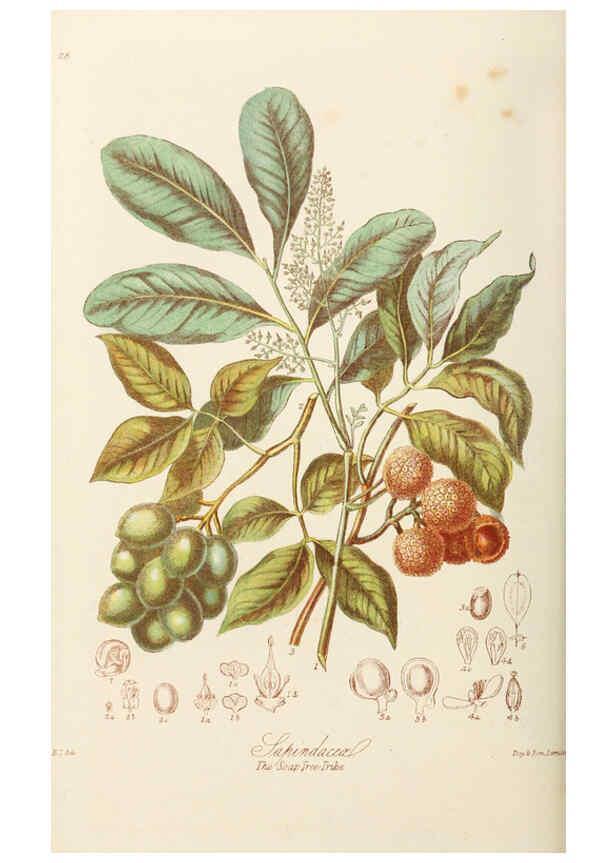 Reproducción/Reproduction 6058483807: Illustrations of the natural orders of plants with groups and descriptions. v.1 London :Sampson Low, Son, and Marston,1868