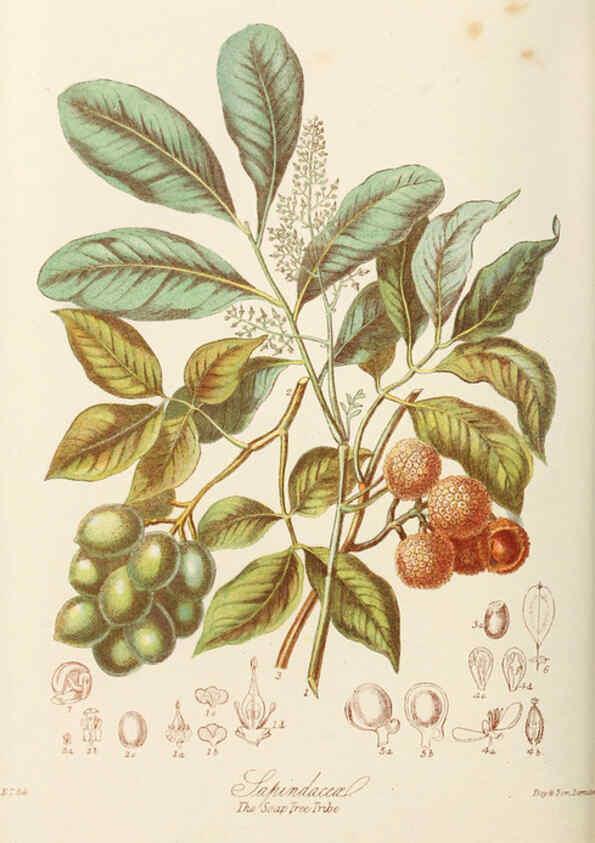 Reproducción/Reproduction 6058483807: Illustrations of the natural orders of plants with groups and descriptions. v.1 London :Sampson Low, Son, and Marston,1868