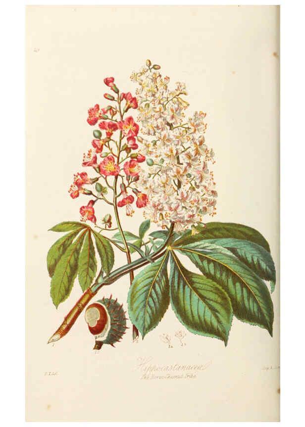 Reproducción/Reproduction 6058484079: Illustrations of the natural orders of plants with groups and descriptions. v.1 London :Sampson Low, Son, and Marston,1868