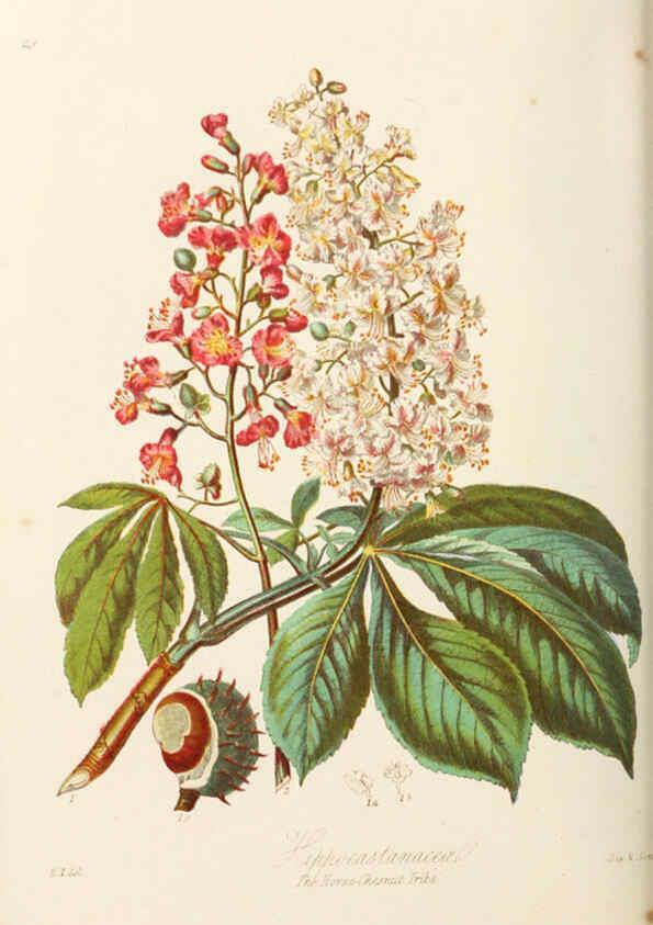 Reproducción/Reproduction 6058484079: Illustrations of the natural orders of plants with groups and descriptions. v.1 London :Sampson Low, Son, and Marston,1868
