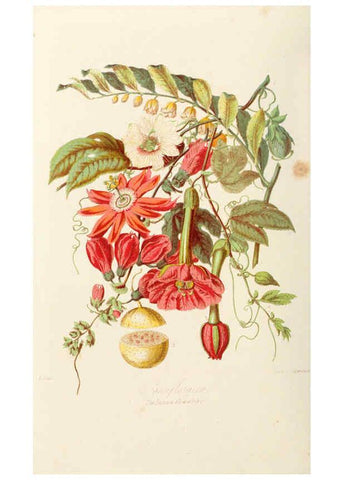 Reproducción/Reproduction 6058481081: Illustrations of the natural orders of plants with groups and descriptions. v.1 London :Sampson Low, Son, and Marston,1868