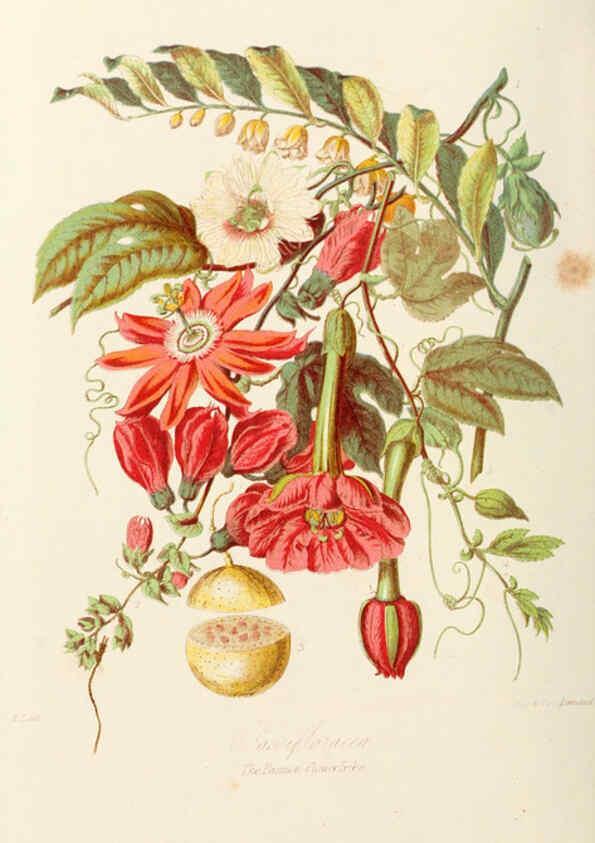 Reproducción/Reproduction 6058481081: Illustrations of the natural orders of plants with groups and descriptions. v.1 London :Sampson Low, Son, and Marston,1868