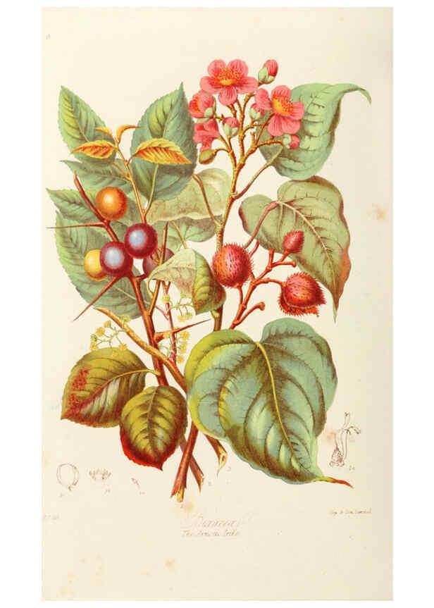Reproducción/Reproduction 6059028672: Illustrations of the natural orders of plants with groups and descriptions. v.1 London :Sampson Low, Son, and Marston,1868