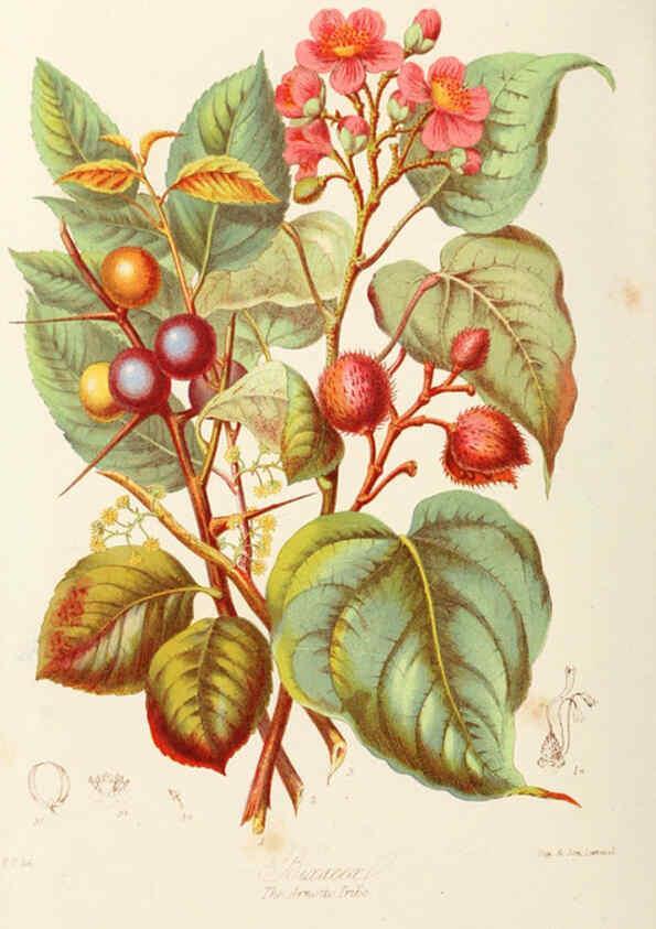 Reproducción/Reproduction 6059028672: Illustrations of the natural orders of plants with groups and descriptions. v.1 London :Sampson Low, Son, and Marston,1868
