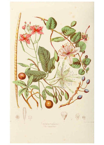 Reproducción/Reproduction 6059028460: Illustrations of the natural orders of plants with groups and descriptions. v.1 London :Sampson Low, Son, and Marston,1868