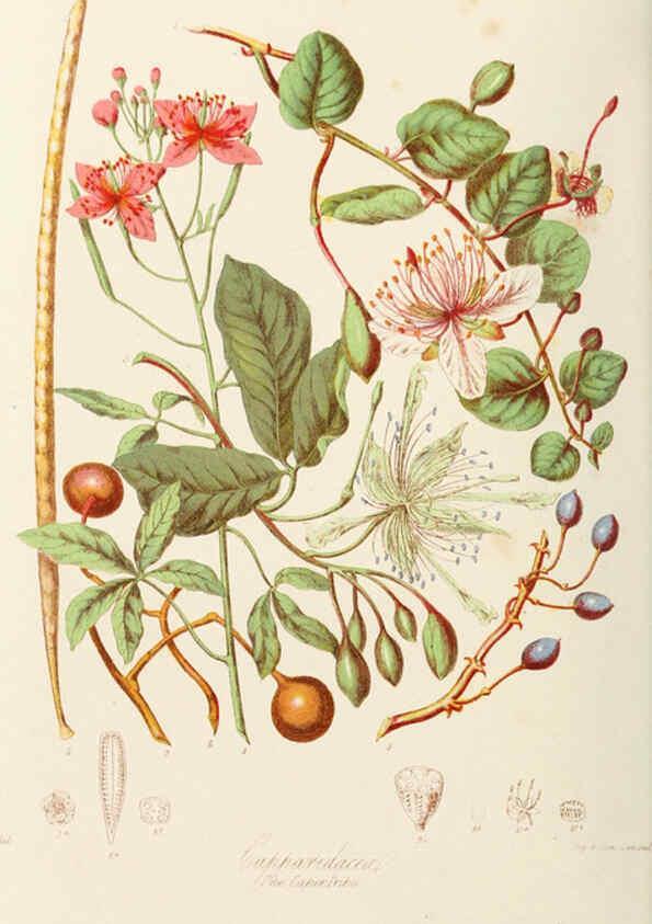 Reproducción/Reproduction 6059028460: Illustrations of the natural orders of plants with groups and descriptions. v.1 London :Sampson Low, Son, and Marston,1868