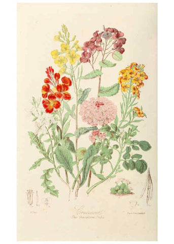 Reproducción/Reproduction 6059028294: Illustrations of the natural orders of plants with groups and descriptions. v.1 London :Sampson Low, Son, and Marston,1868