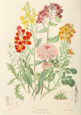 Reproducción/Reproduction 6059028294: Illustrations of the natural orders of plants with groups and descriptions. v.1 London :Sampson Low, Son, and Marston,1868