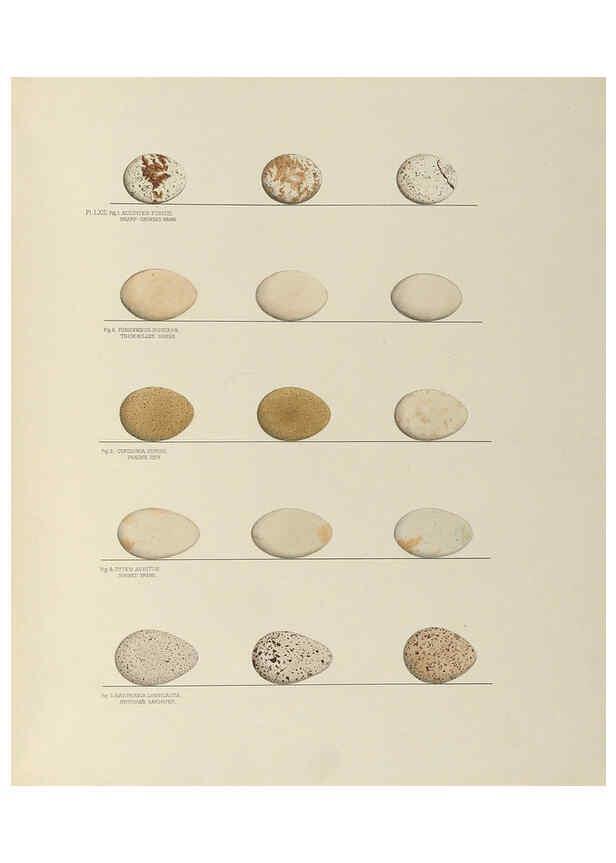 Reproducción/Reproduction 6058399713: Illustrations of the nests and eggs of birds of Ohio. v.2 Circleville, Ohio, U.S.A. :[s.n.],1886 