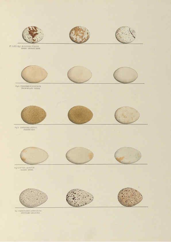 Reproducción/Reproduction 6058399713: Illustrations of the nests and eggs of birds of Ohio. v.2 Circleville, Ohio, U.S.A. :[s.n.],1886 