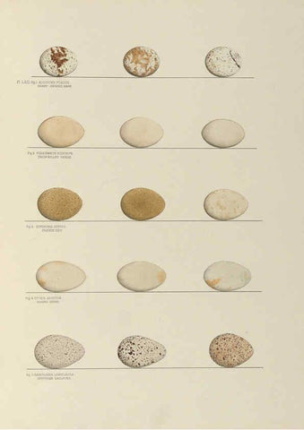 Reproducción/Reproduction 6058399713: Illustrations of the nests and eggs of birds of Ohio. v.2 Circleville, Ohio, U.S.A. :[s.n.],1886 