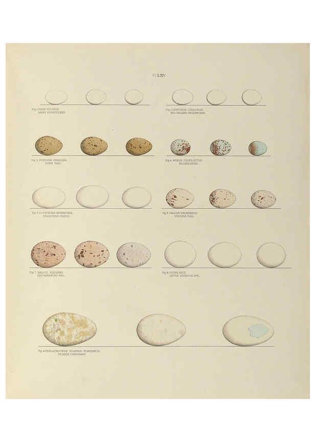 Reproducción/Reproduction 6058947656: Illustrations of the nests and eggs of birds of Ohio. v.2 Circleville, Ohio, U.S.A. :[s.n.],1886 