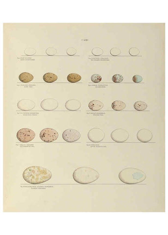 Reproducción/Reproduction 6058947656: Illustrations of the nests and eggs of birds of Ohio. v.2 Circleville, Ohio, U.S.A. :[s.n.],1886 