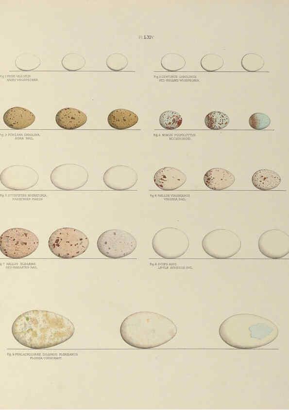 Reproducción/Reproduction 6058947656: Illustrations of the nests and eggs of birds of Ohio. v.2 Circleville, Ohio, U.S.A. :[s.n.],1886 