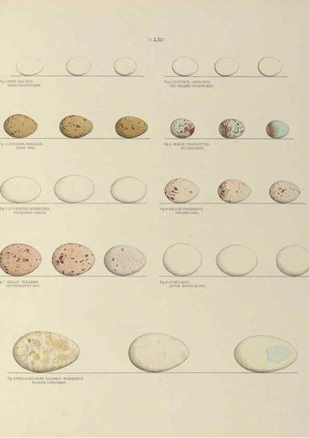 Reproducción/Reproduction 6058947656: Illustrations of the nests and eggs of birds of Ohio. v.2 Circleville, Ohio, U.S.A. :[s.n.],1886 