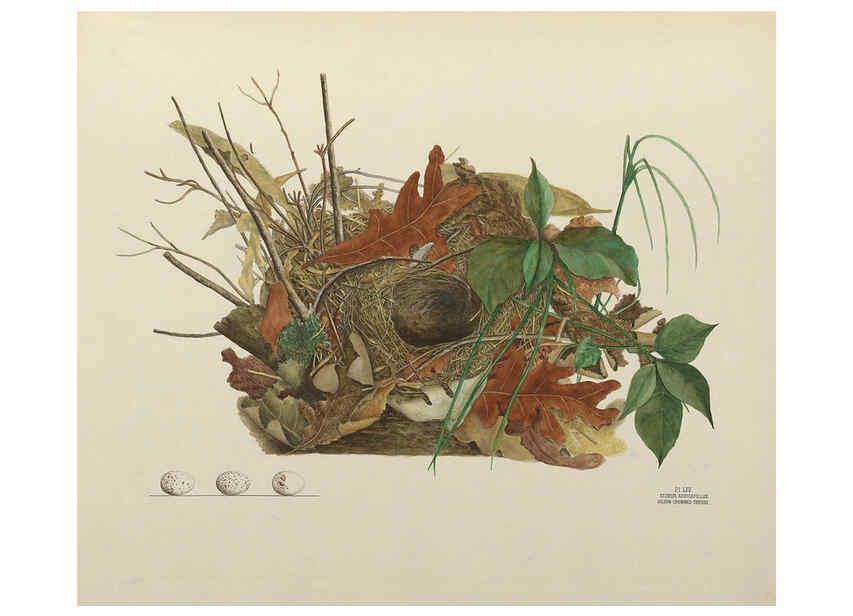 Reproducción/Reproduction 6058400105: Illustrations of the nests and eggs of birds of Ohio. v.2 Circleville, Ohio, U.S.A. :[s.n.],1886 