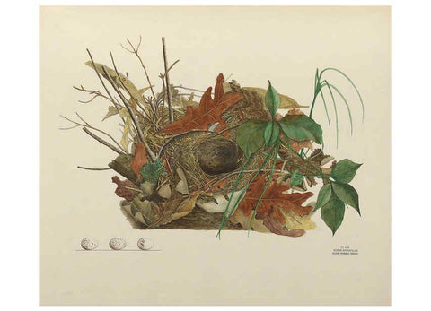 Reproducción/Reproduction 6058400105: Illustrations of the nests and eggs of birds of Ohio. v.2 Circleville, Ohio, U.S.A. :[s.n.],1886 