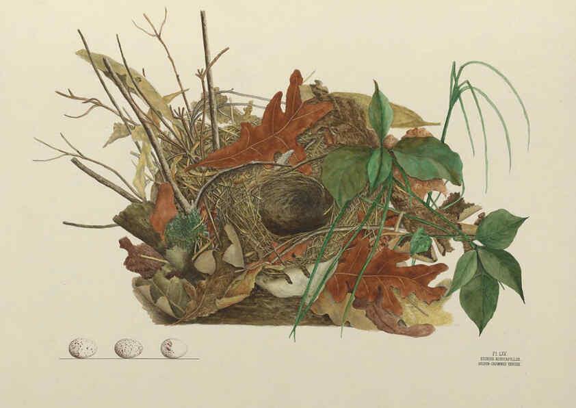 Reproducción/Reproduction 6058400105: Illustrations of the nests and eggs of birds of Ohio. v.2 Circleville, Ohio, U.S.A. :[s.n.],1886 