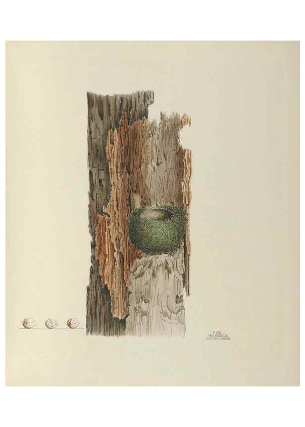 Reproducción/Reproduction 6058947902: Illustrations of the nests and eggs of birds of Ohio. v.2 Circleville, Ohio, U.S.A. :[s.n.],1886 