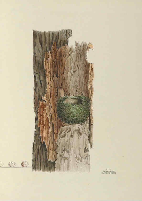 Reproducción/Reproduction 6058947902: Illustrations of the nests and eggs of birds of Ohio. v.2 Circleville, Ohio, U.S.A. :[s.n.],1886 