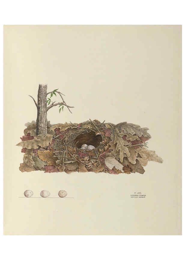 Reproducción/Reproduction 6058948034: Illustrations of the nests and eggs of birds of Ohio. v.2 Circleville, Ohio, U.S.A. :[s.n.],1886 