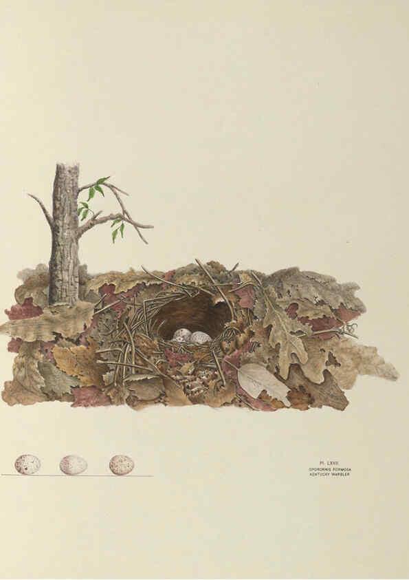 Reproducción/Reproduction 6058948034: Illustrations of the nests and eggs of birds of Ohio. v.2 Circleville, Ohio, U.S.A. :[s.n.],1886 