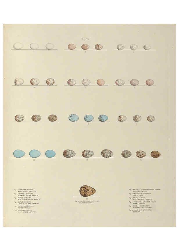 Reproducción/Reproduction 6058400577: Illustrations of the nests and eggs of birds of Ohio. v.2 Circleville, Ohio, U.S.A. :[s.n.],1886 