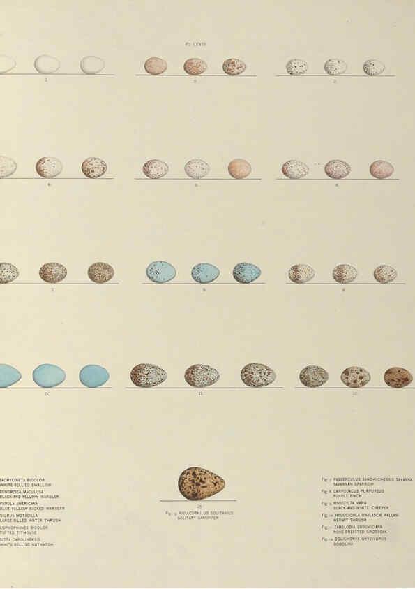 Reproducción/Reproduction 6058400577: Illustrations of the nests and eggs of birds of Ohio. v.2 Circleville, Ohio, U.S.A. :[s.n.],1886 