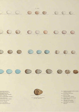 Reproducción/Reproduction 6058400577: Illustrations of the nests and eggs of birds of Ohio. v.2 Circleville, Ohio, U.S.A. :[s.n.],1886 