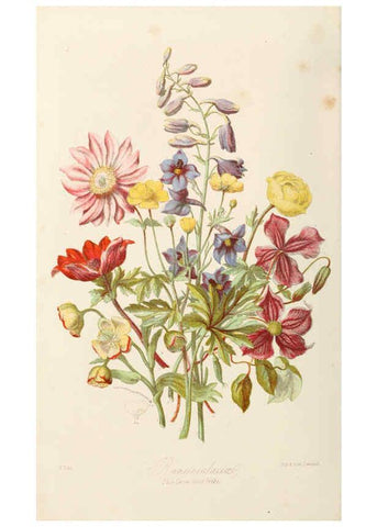 Reproducción/Reproduction 6058478187: Illustrations of the natural orders of plants with groups and descriptions. v.1 London :Sampson Low, Son, and Marston,1868