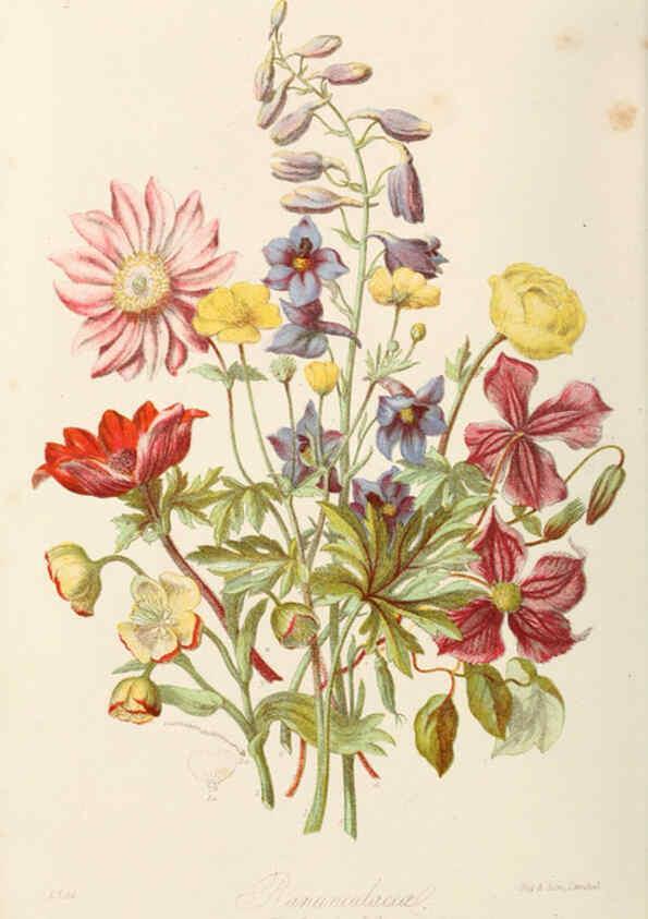Reproducción/Reproduction 6058478187: Illustrations of the natural orders of plants with groups and descriptions. v.1 London :Sampson Low, Son, and Marston,1868