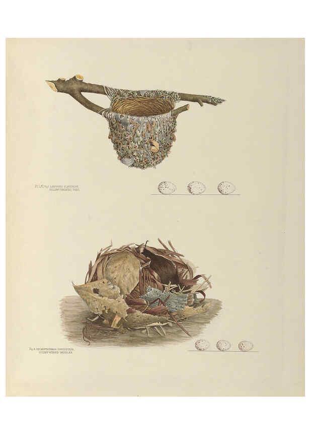 Reproducción/Reproduction 6058399381: Illustrations of the nests and eggs of birds of Ohio. v.2 Circleville, Ohio, U.S.A. :[s.n.],1886 