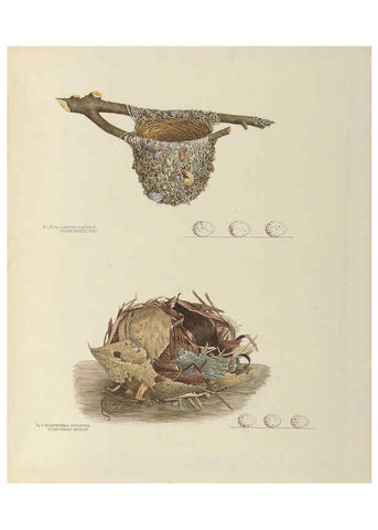 Reproducción/Reproduction 6058399381: Illustrations of the nests and eggs of birds of Ohio. v.2 Circleville, Ohio, U.S.A. :[s.n.],1886 