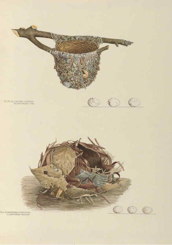 Reproducción/Reproduction 6058399381: Illustrations of the nests and eggs of birds of Ohio. v.2 Circleville, Ohio, U.S.A. :[s.n.],1886 