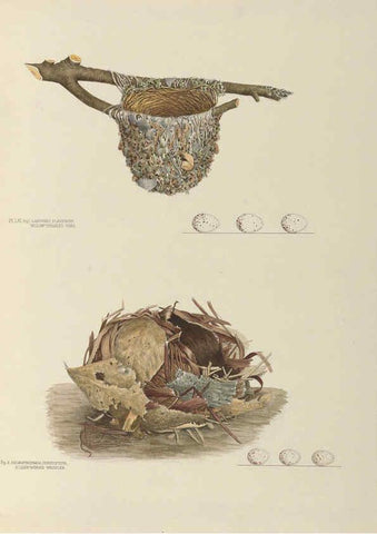 Reproducción/Reproduction 6058399381: Illustrations of the nests and eggs of birds of Ohio. v.2 Circleville, Ohio, U.S.A. :[s.n.],1886 