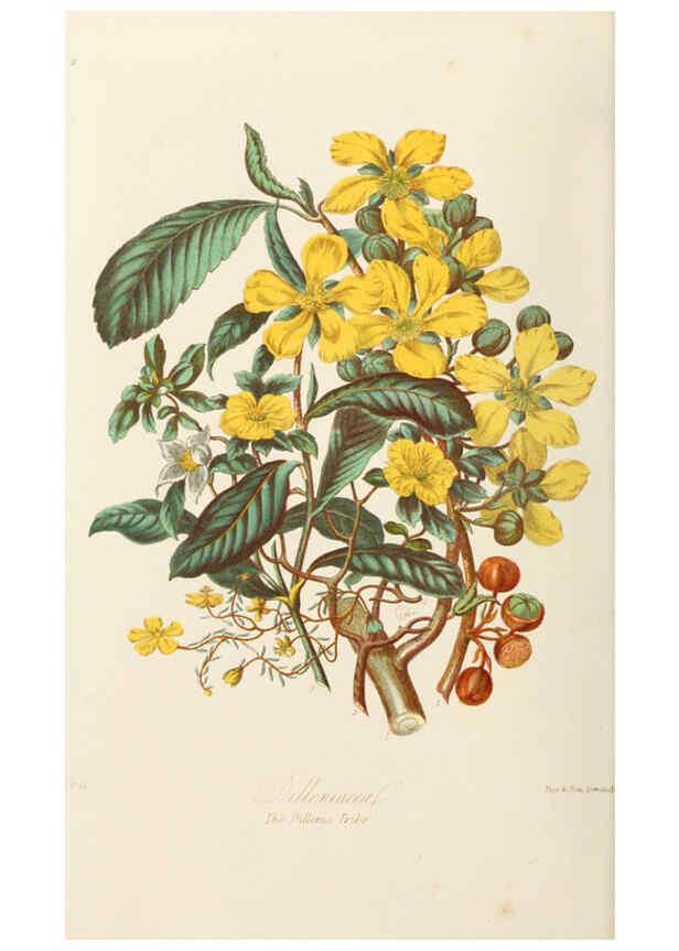 Reproducción/Reproduction 6058478463: Illustrations of the natural orders of plants with groups and descriptions. v.1 London :Sampson Low, Son, and Marston,1868