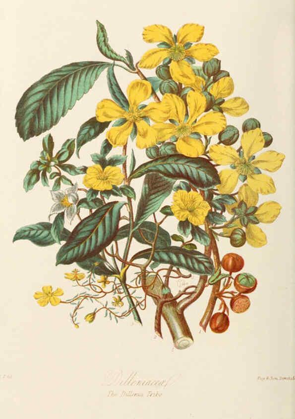 Reproducción/Reproduction 6058478463: Illustrations of the natural orders of plants with groups and descriptions. v.1 London :Sampson Low, Son, and Marston,1868