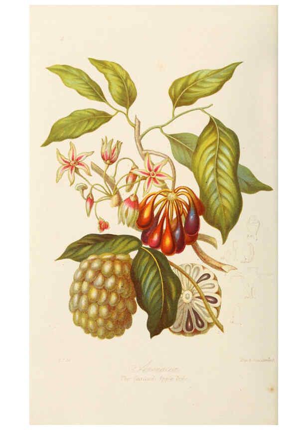 Reproducción/Reproduction 6058478983: Illustrations of the natural orders of plants with groups and descriptions. v.1 London :Sampson Low, Son, and Marston,1868