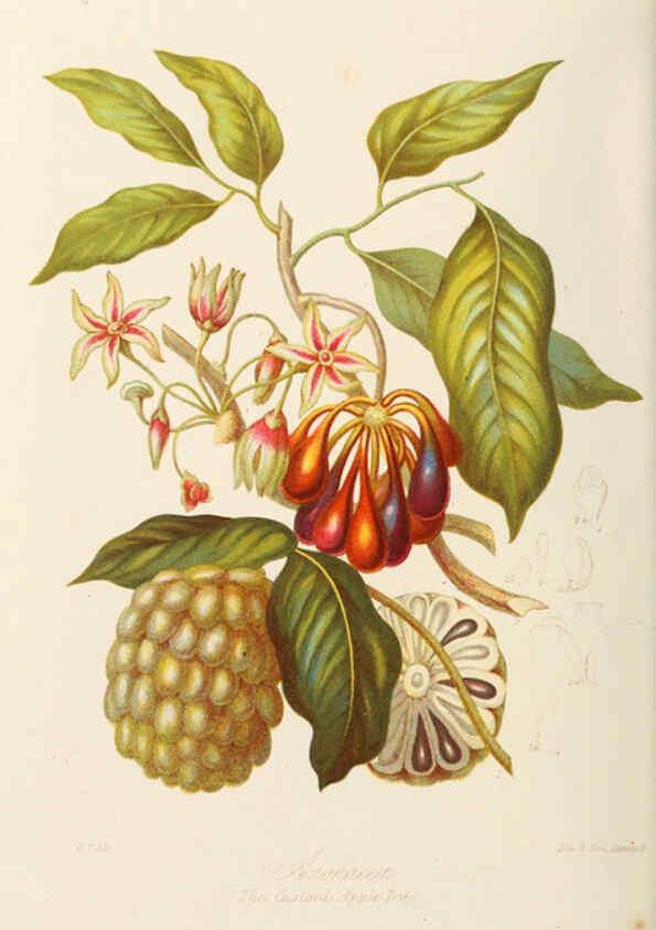 Reproducción/Reproduction 6058478983: Illustrations of the natural orders of plants with groups and descriptions. v.1 London :Sampson Low, Son, and Marston,1868