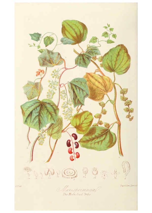 Reproducción/Reproduction 6058479163: Illustrations of the natural orders of plants with groups and descriptions. v.1 London :Sampson Low, Son, and Marston,1868