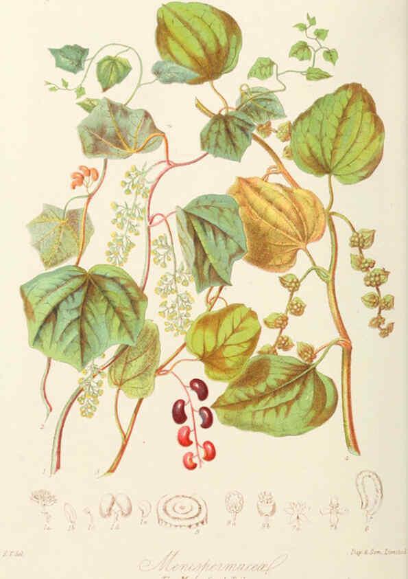 Reproducción/Reproduction 6058479163: Illustrations of the natural orders of plants with groups and descriptions. v.1 London :Sampson Low, Son, and Marston,1868